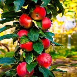 North Pole Columnar Apple Tree 8 North Pole Columnar Apple Tree -Fast Growing Trees Red Columnar Apple 3