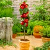 North Pole Columnar Apple Tree 1 North Pole Columnar Apple Tree -Fast Growing Trees Red Columnar Apple FGT 600x600 e47a1048 34b5 4ec4 a667 9e4025eb58f5