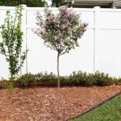 Red Pixie Lilac Tree 8 Red Pixie Lilac Tree -Fast Growing Trees Red Pixie Lilac Tree 4 FGT