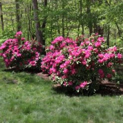 Red Rhododendron Shrub 9 Red Rhododendron Shrub -Fast Growing Trees Red Rhododendron 1 FGT