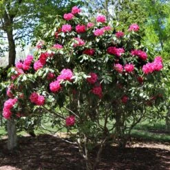 Red Rhododendron Shrub 10 Red Rhododendron Shrub -Fast Growing Trees Red Rhododendron 3
