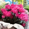 Red Rhododendron Shrub 2 Red Rhododendron Shrub -Fast Growing Trees Red Rhododendron FGT 600x600 3a65a6f3 2b2f 42ff 9401 dd2ec7848eec