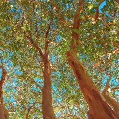 Red Rocket Crape Myrtle 9 Red Rocket Crape Myrtle -Fast Growing Trees Red Rocket Crape Myrtle