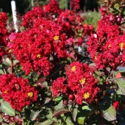 Red Rocket Crape Myrtle 8 Red Rocket Crape Myrtle -Fast Growing Trees Red Rocket Crape Myrtle FGT 2jpg