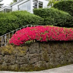 Red Ruffles Azalea Shrub 8 Red Ruffles Azalea Shrub -Fast Growing Trees Red Ruffles Azalea 7