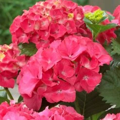 Red Sensation Hydrangea 7 Red Sensation Hydrangea -Fast Growing Trees Red Sensation Hydrangea 1 FGT