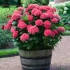 Red Sensation Hydrangea 1 Red Sensation Hydrangea -Fast Growing Trees Red Sensation Hydrangea FGT 600x600 1b68ee6d 2e74 42f5 860b bc24d927d110