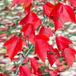 Red Sunset® Maple Tree 9 Red Sunset® Maple Tree -Fast Growing Trees Red Sunset Maple 2