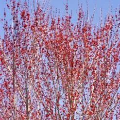 Red Sunset® Maple Tree 10 Red Sunset® Maple Tree -Fast Growing Trees Red Sunset Maple 3