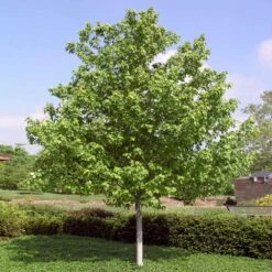 Red Sunset® Maple Tree 11 Red Sunset® Maple Tree -Fast Growing Trees Red Sunset Maple 4