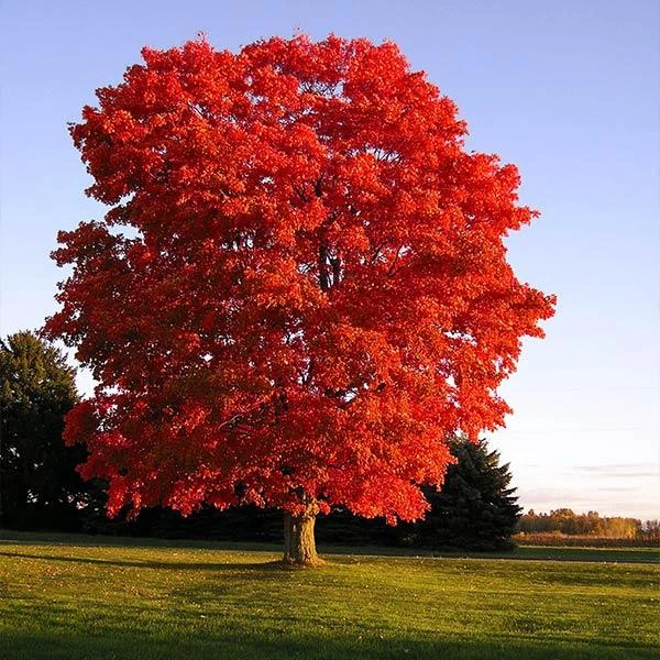 Red Sunset® Maple Tree 3 Red Sunset® Maple Tree