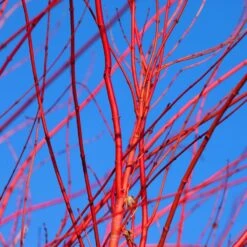 Red Twig Dogwood Shrub 12 Red Twig Dogwood Shrub -Fast Growing Trees Red Twig Dogwood 3 FGT