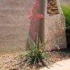Red Yucca Plant 2 Red Yucca Plant -Fast Growing Trees Red Yucca FGT 600x600 80b00be4 717d 4c3e ab0e afc2a46922ff