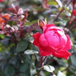 Double Knock Out® Rose 11 Double Knock Out® Rose -Fast Growing Trees Red knockout rose 2