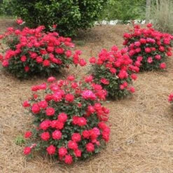 Double Knock Out® Rose 12 Double Knock Out® Rose -Fast Growing Trees Red knockout rose 4