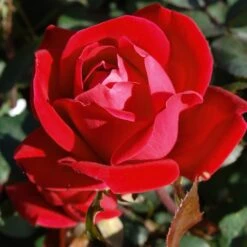 Double Knock Out® Rose 10 Double Knock Out® Rose -Fast Growing Trees Red knockout rose 7 FGT
