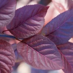 Purple Plunge Weeping Plum Tree 9 Purple Plunge Weeping Plum Tree -Fast Growing Trees Redbud Purple Plunge 2 b8894708 2bb9 4f3e 8d30 7b3eeb931914