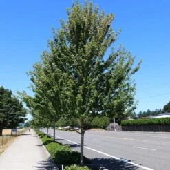 Redpointe® Maple 9 Redpointe® Maple -Fast Growing Trees Redpointe Maple 1