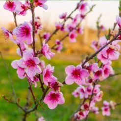 Redskin Peach Tree 8 Redskin Peach Tree -Fast Growing Trees Redskin Peach Tree 3 8df8851c ef3e 4a16 b538 29f1adcb997c