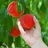 Redskin Peach Tree 1 Redskin Peach Tree -Fast Growing Trees Redskin Peach Tree FGT 600x600 3c7c3ae4 1db7 4170 96d5 babcc1411ea3