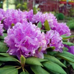 Lavender Rhododendron Shrub -Fast Growing Trees Rhododendron Lavender 3 FGT