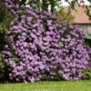 Lavender Rhododendron Shrub 1 Lavender Rhododendron Shrub -Fast Growing Trees Rhododendron Lavender FGT 600x600 9d084bfd 402e 4a14 904d c3667851a20a
