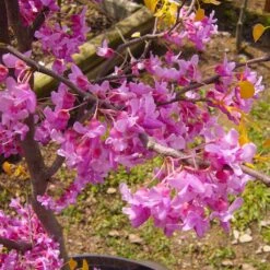 The Rising Sun™ Eastern Redbud Tree 11 The Rising Sun™ Eastern Redbud Tree -Fast Growing Trees Rising Sun Redbud 6