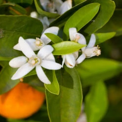 Robertson Navel Orange 10 Robertson Navel Orange -Fast Growing Trees Robertson Navel Orange 1