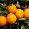 Robertson Navel Orange 2 Robertson Navel Orange -Fast Growing Trees Robertson Navel Orange FGT 600x600 a9f66161 ec44 4cfb 838f b40ef8e18604