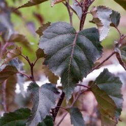 Royal Frost® Birch Tree 8 Royal Frost® Birch Tree -Fast Growing Trees Royal Frost Birch 2 FGT