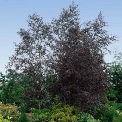 Royal Frost® Birch Tree 7 Royal Frost® Birch Tree -Fast Growing Trees Royal Frost Birch 4 FGT