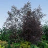 Royal Frost® Birch Tree 1 Royal Frost® Birch Tree -Fast Growing Trees Royal Frost Birch FGT 600x600 85f9d1e8 5ce1 44e0 9763 373ec09b9b60