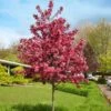 Royal Raindrops® Crabapple Tree 1 Royal Raindrops® Crabapple Tree -Fast Growing Trees Royal Raindrops Crabapple 600x600 d2fb66a7 8df8 4a13 9378 65bf4b5229e8