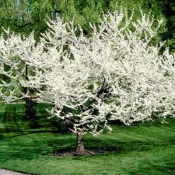 Royal White Redbud Tree