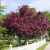 Royalty Crabapple Tree 2 Royalty Crabapple Tree -Fast Growing Trees Royalty Crabapple FGT 600x600 d774e7b4 d01c 4958 babc a565dfd4fbc1