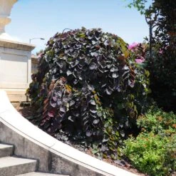 Ruby Falls Redbud Tree 13 Ruby Falls Redbud Tree -Fast Growing Trees Ruby Falls Redbud 8