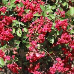 Ruby Prince™ Emerald Empire® Crape Myrtle Tree 9 Ruby Prince™ Emerald Empire® Crape Myrtle Tree -Fast Growing Trees Ruby Prince Crape Myrtle 1