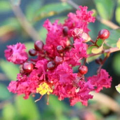 Ruby Prince™ Emerald Empire® Crape Myrtle Tree 11 Ruby Prince™ Emerald Empire® Crape Myrtle Tree -Fast Growing Trees Ruby Prince Crape Myrtle 3
