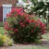 Ruby Prince™ Emerald Empire® Crape Myrtle Tree -Fast Growing Trees Ruby Prince Crape Myrtle 600x600 13ad0d15 815c 4640 a1b0 f727db853f57