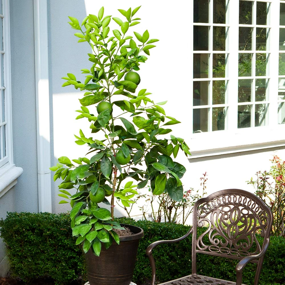 Ruby Red Grapefruit Tree 7 Ruby Red Grapefruit Tree - Image 5