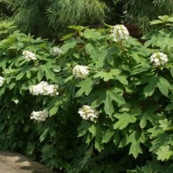 Ruby Slippers Hydrangea Shrub 8 Ruby Slippers Hydrangea Shrub -Fast Growing Trees Ruby Slippers Hydrangea 2