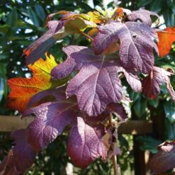 Ruby Slippers Hydrangea Shrub 9 Ruby Slippers Hydrangea Shrub -Fast Growing Trees Ruby Slippers Hydrangea 3
