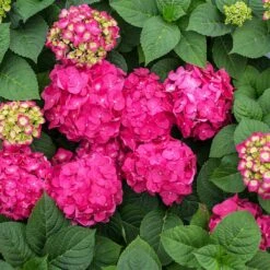 Endless Summer® Summer Crush® Hydrangea 12 Endless Summer® Summer Crush® Hydrangea -Fast Growing Trees SUmmer Crush Endless SUmmer Hydrangea 11 FGT