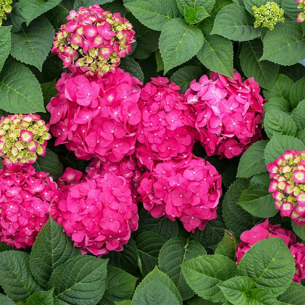 Endless Summer® Summer Crush® Hydrangea 6 Endless Summer® Summer Crush® Hydrangea - Image 4