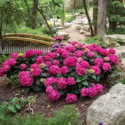 Endless Summer® Summer Crush® Hydrangea 14 Endless Summer® Summer Crush® Hydrangea -Fast Growing Trees SUmmer Crush Endless SUmmer Hydrangea 3 FGYT
