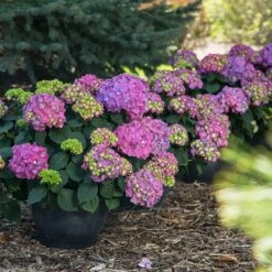 Endless Summer® Summer Crush® Hydrangea 11 Endless Summer® Summer Crush® Hydrangea -Fast Growing Trees SUmmer Crush Endless SUmmer Hydrangea 9 FGT