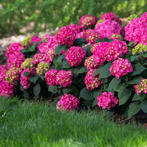 Endless Summer® Summer Crush® Hydrangea 3 Endless Summer® Summer Crush® Hydrangea