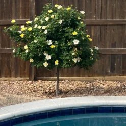 Sunny Knock Out® Rose Tree 8 Sunny Knock Out® Rose Tree -Fast Growing Trees SUnny knockout Rose Tree 3