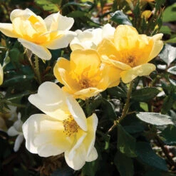 Sunny Knock Out® Rose Tree 9 Sunny Knock Out® Rose Tree -Fast Growing Trees SUnny knockout Rose Tree 4 FGT