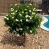 Sunny Knock Out® Rose Tree 1 Sunny Knock Out® Rose Tree -Fast Growing Trees SUnny knockout Rose Tree FGT 600x600 e7cea815 3cdf 4b5d 992e 2a43e91401b3